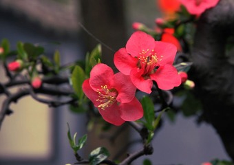 冬•春