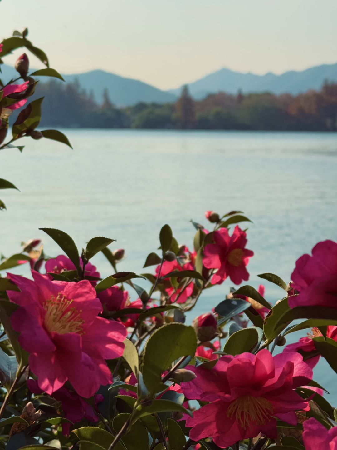 西湖边的茶花