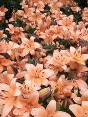 百合20.jpg