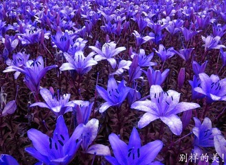 百合.jpg