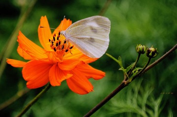 蝶恋花
