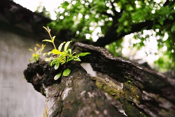 枝芽