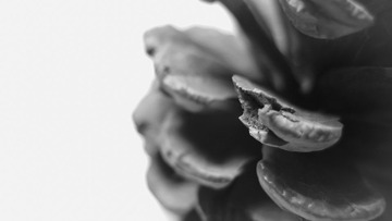 PB160936-2.jpg
