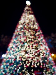 P1061158-2.jpg