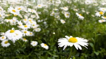 P5042601