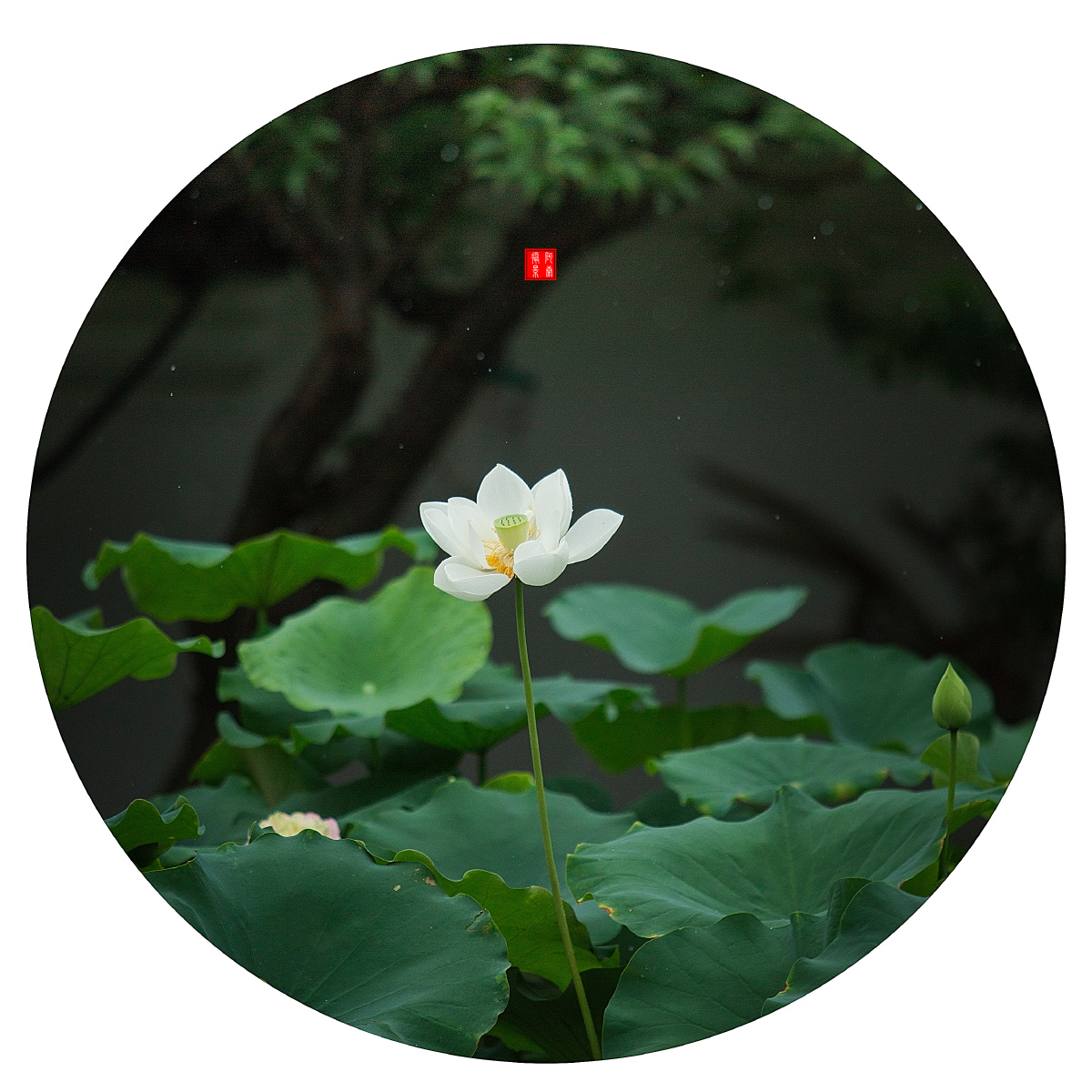 一念一清净,心向莲花开