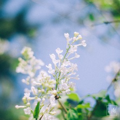 _IGP7804