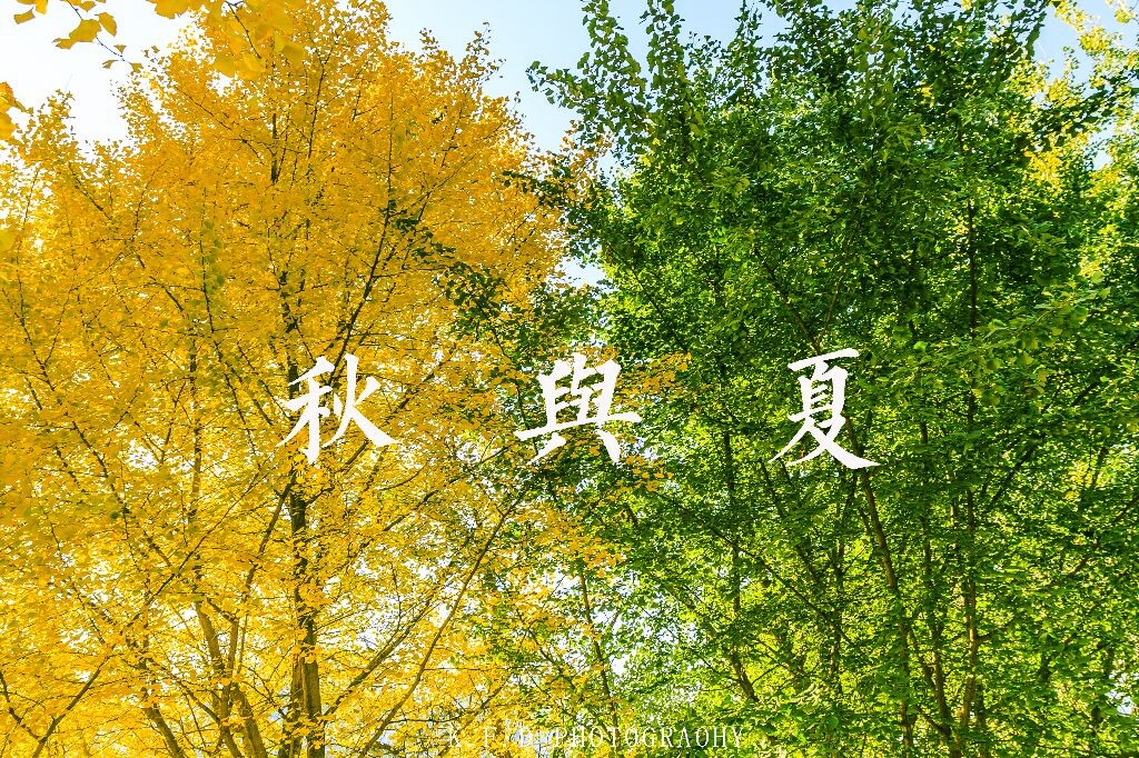 校园里的两棵银杏树，一样的高度，一样的粗细，颜色确迥然不同，生命的对比如此强烈