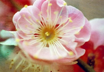 春。梅。花