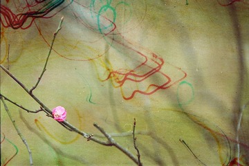 春。梅。花