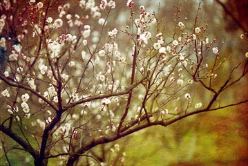 春。梅。花