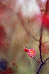春。梅。花