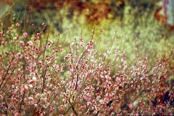 春。梅。花