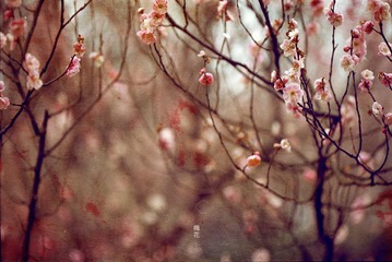 春。梅。花