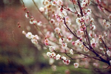 春。梅。花