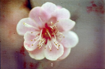 春。梅。花