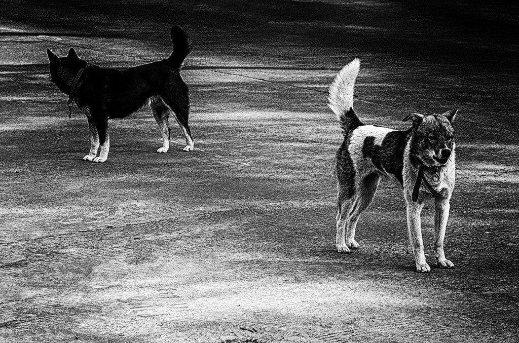 TWO DOG