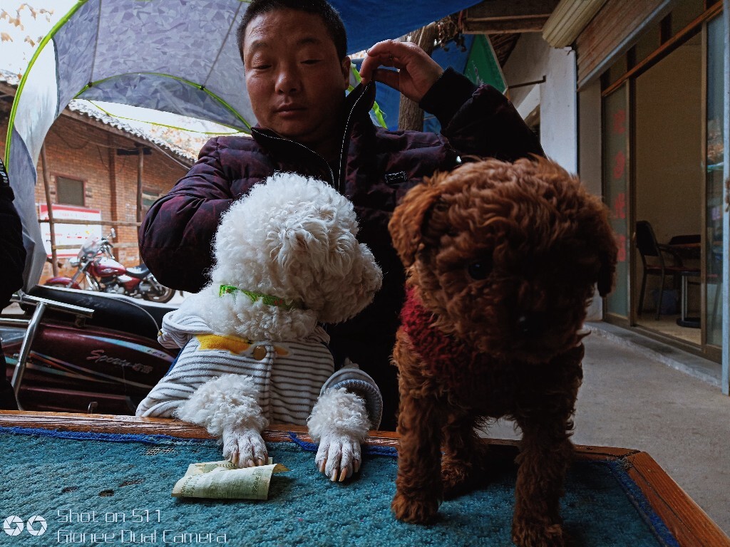 狗:哎呀,打牌又输了,还剩一元钱了.....<br />
人:莫慌,我包包头还有。。。