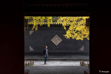 武侯祠银杏