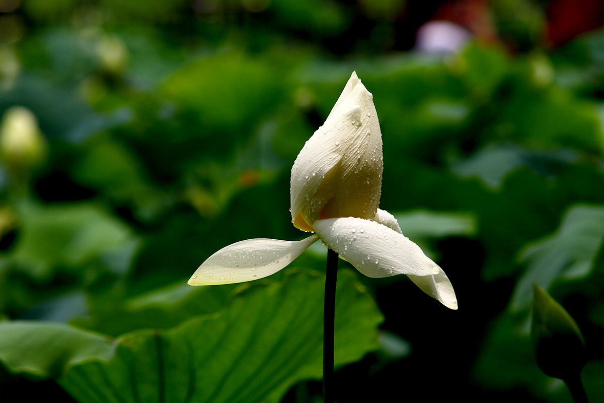 我与夏日的恋爱,不过一朵莲
