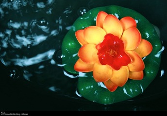DPP_0088