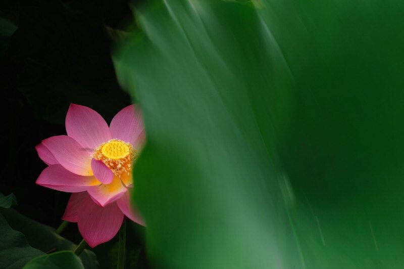 沉鱼落雁闭月羞花_2<br />
原创
