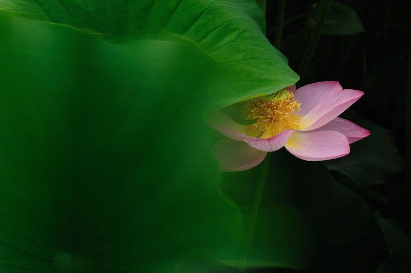 沉鱼落雁闭月羞花_3<br />
原创
