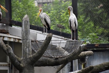 乱码·缸