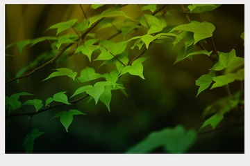温暖的绿色