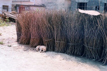 gou.jpg
