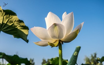 风逸摄影--荷花10