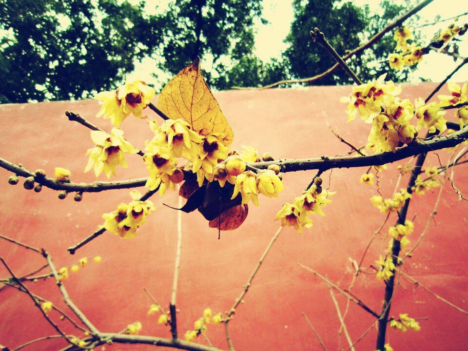 梅花_0453_conew1<br />
