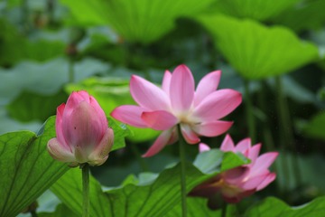 满山的杜鹃~