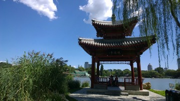 南门口樱花树