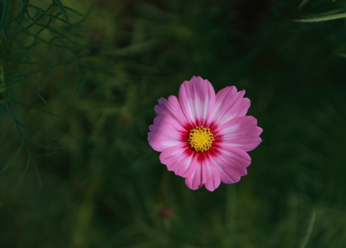 一日看尽长安花