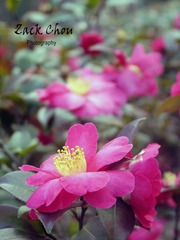 春，校花