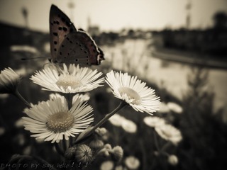 SAM_0519-1