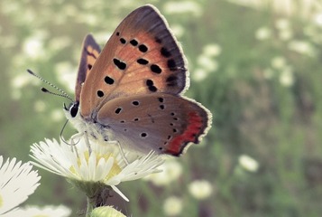 SAM_0522