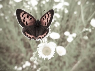 SAM_0528