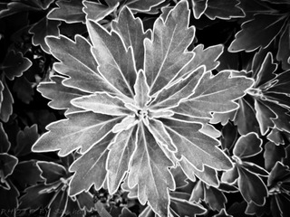 SAM_0535