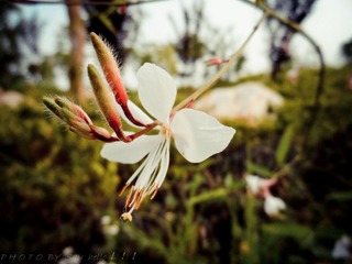 SAM_0536