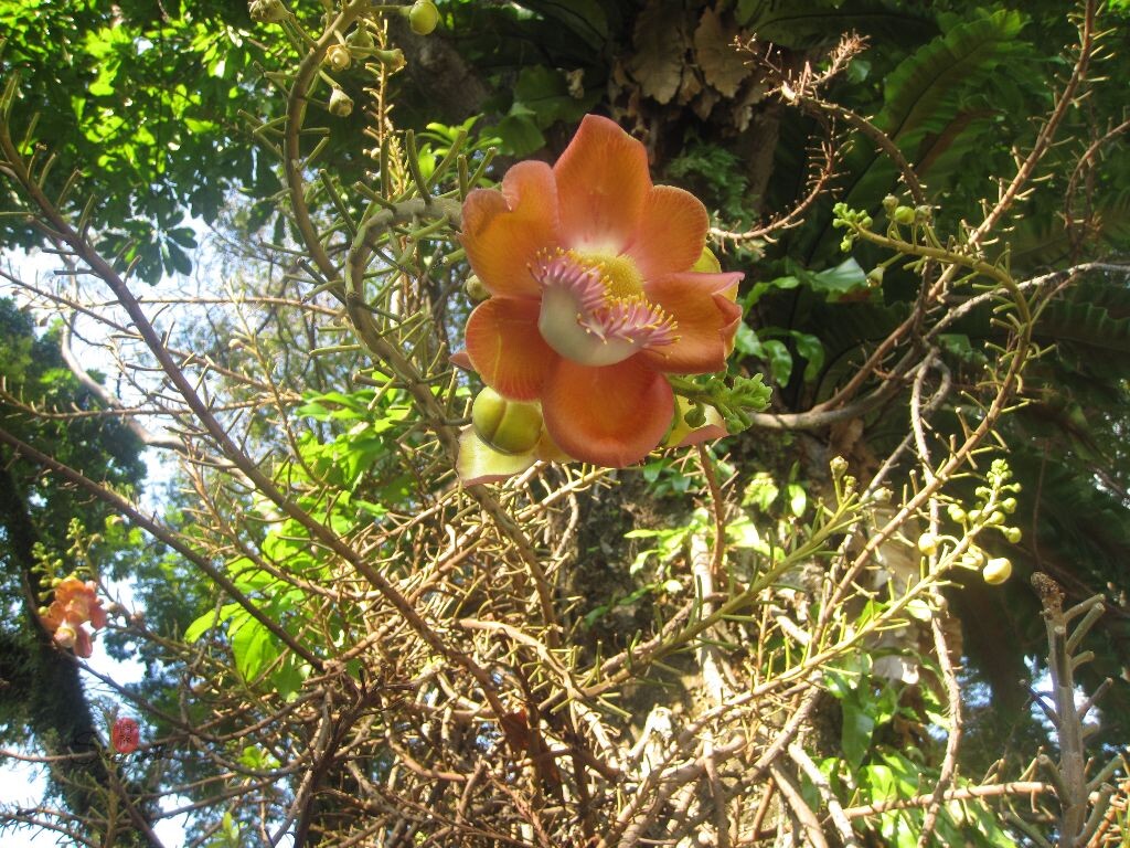 导游说,这是最奇特的树,花开在树子脚脚,而不是树上