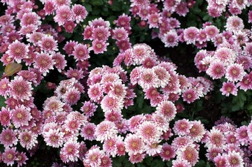 10a