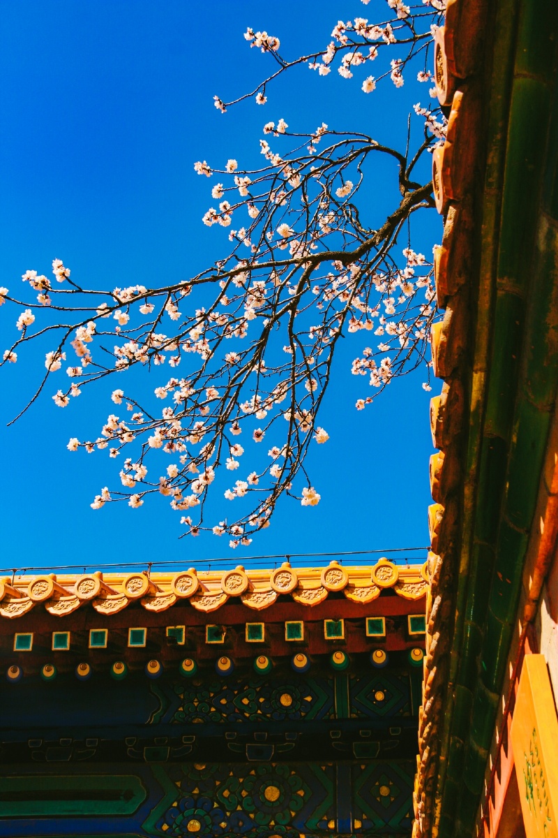 故宫一角自然美