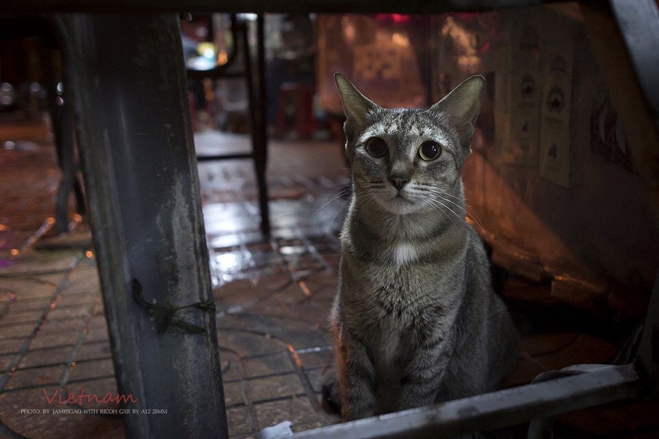 猫<br />
