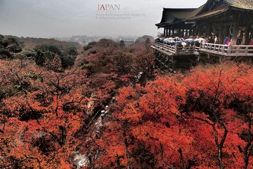 枫，雨，清水寺