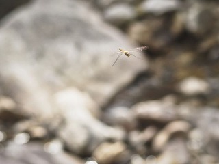 _7147120.jpg