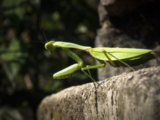 _9162664.jpg