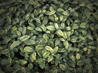 _A266095.jpg