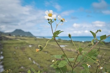 _S403234.jpg
